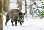 wild boar in winter