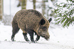wild boar in winter