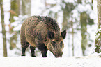 wild boar in winter