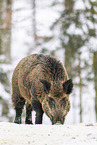 wild boar in winter