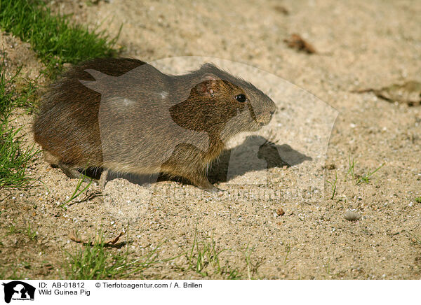 Wildmeerschweinchen / Wild Guinea Pig / AB-01812