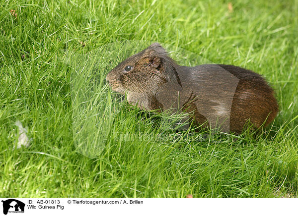 Wildmeerschweinchen / Wild Guinea Pig / AB-01813