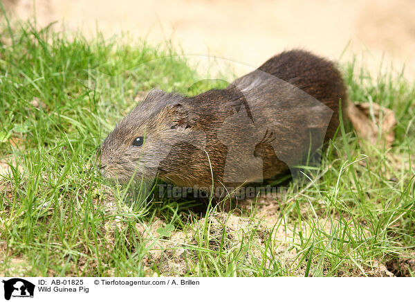 Wildmeerschweinchen / Wild Guinea Pig / AB-01825
