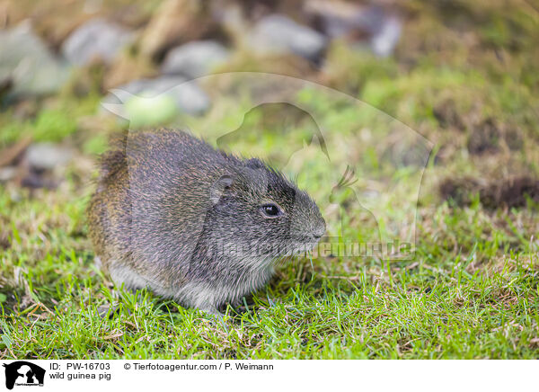 wild guinea pig / PW-16703