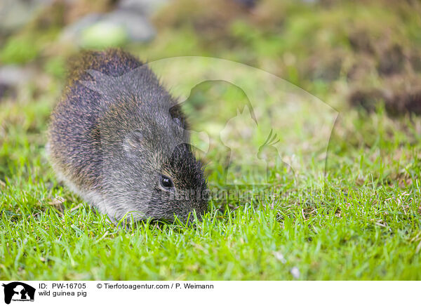 Wildmeerschwein / wild guinea pig / PW-16705