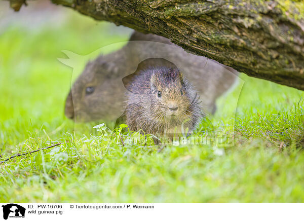 Wildmeerschwein / wild guinea pig / PW-16706