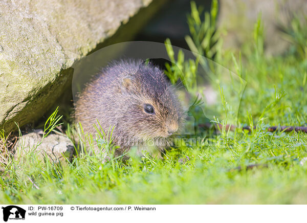 Wildmeerschwein / wild guinea pig / PW-16709