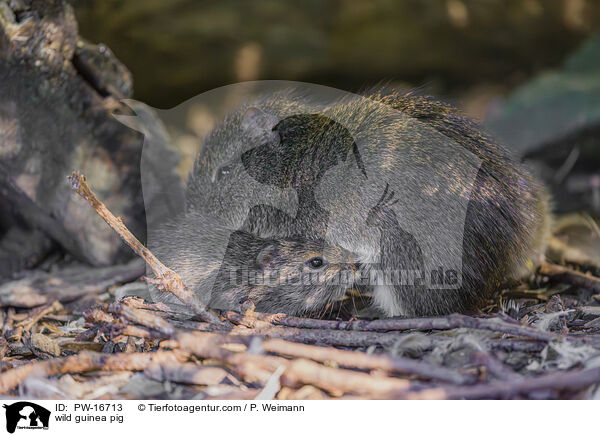 Wildmeerschwein / wild guinea pig / PW-16713