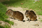 Wild Guinea Pig