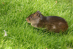 Wild Guinea Pig