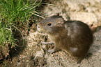 Wild Guinea Pig