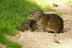 Wild Guinea Pig