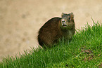 Wild Guinea Pig
