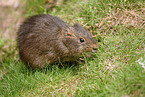Wild Guinea Pig