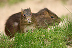 Wild Guinea Pig