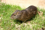 Wild Guinea Pig
