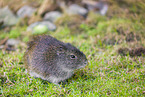 wild guinea pig