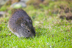 wild guinea pig