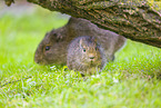 wild guinea pig