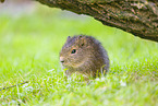 wild guinea pig