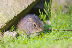 wild guinea pig