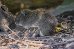 wild guinea pig