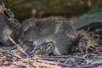 wild guinea pig