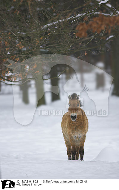 wild horse in snow / MAZ-01892