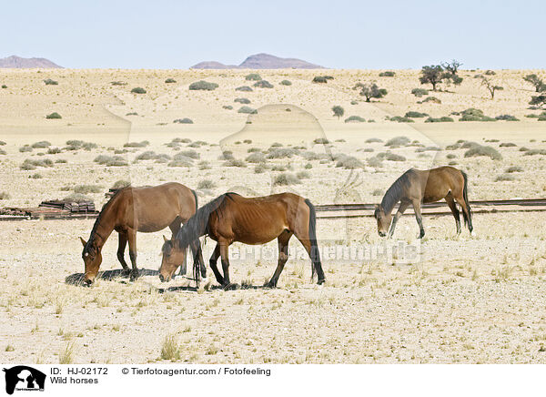 Wild horses / HJ-02172