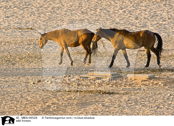 wild horses / MBS-06526
