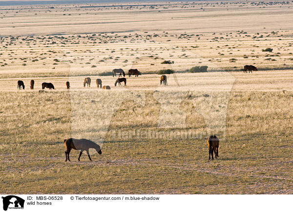 wild horses / MBS-06528