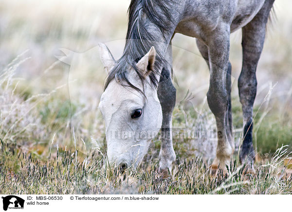 wild horse / MBS-06530