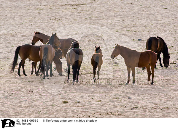 wild horses / MBS-06535