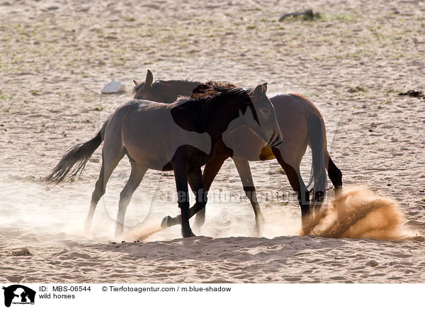 wild horses / MBS-06544