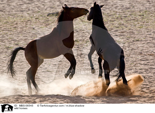 wild horses / MBS-06545