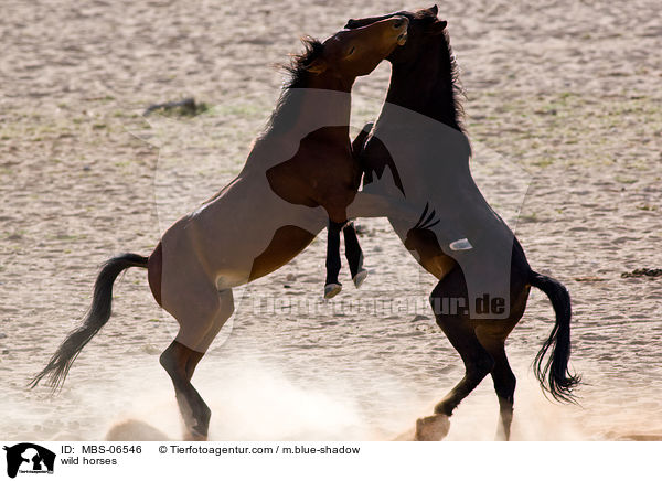 wild horses / MBS-06546