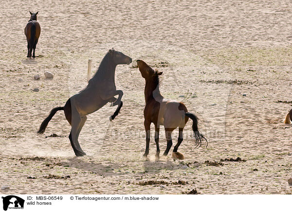 wild horses / MBS-06549