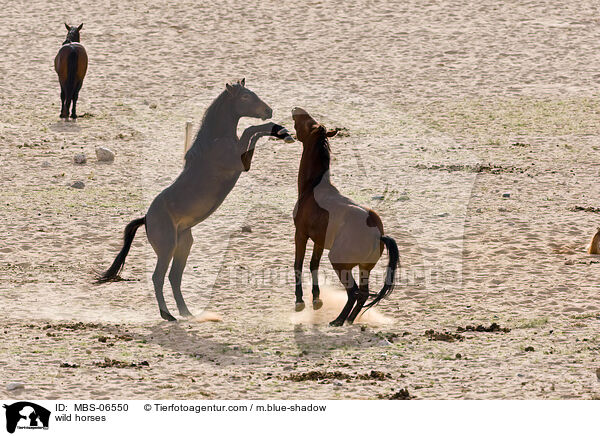wild horses / MBS-06550