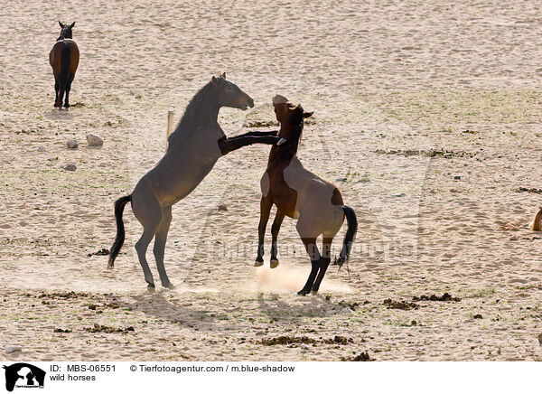 wild horses / MBS-06551