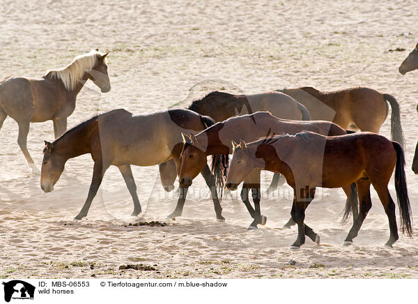 wild horses / MBS-06553