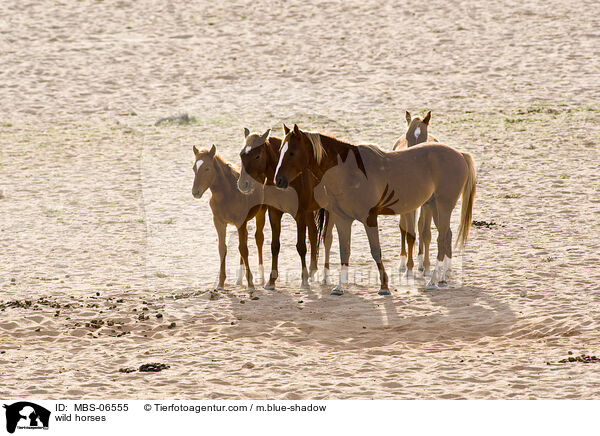 wild horses / MBS-06555