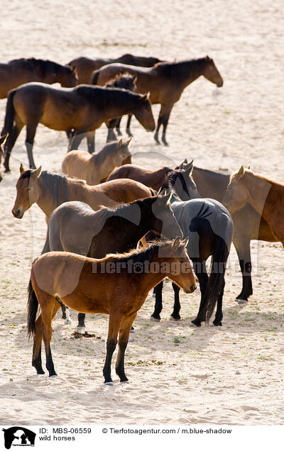wild horses / MBS-06559
