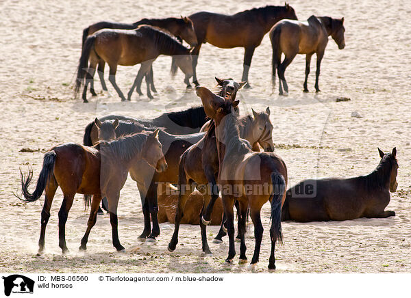wild horses / MBS-06560