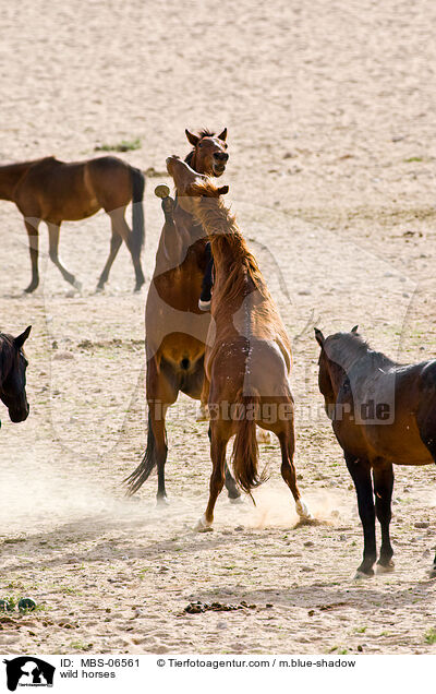 Wildpferde / wild horses / MBS-06561