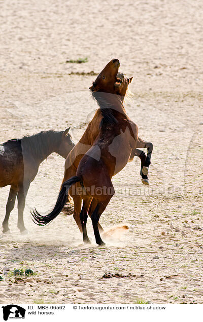 wild horses / MBS-06562