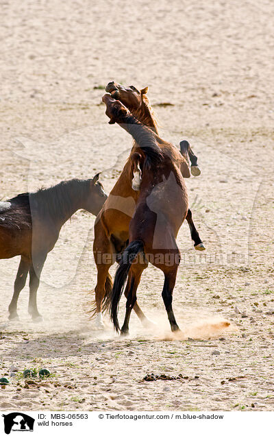 wild horses / MBS-06563