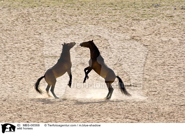 wild horses / MBS-06568