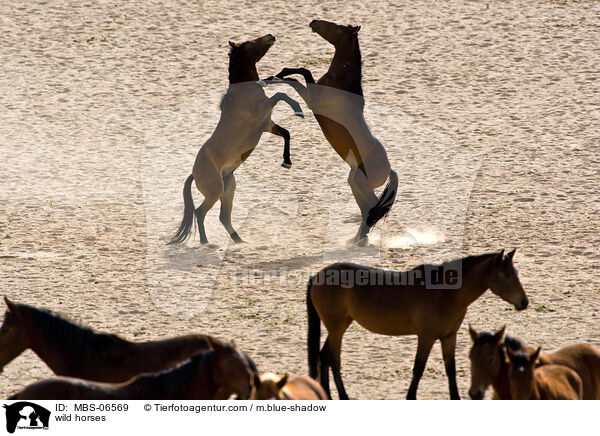 wild horses / MBS-06569