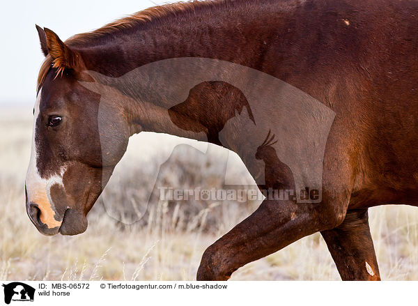 wild horse / MBS-06572