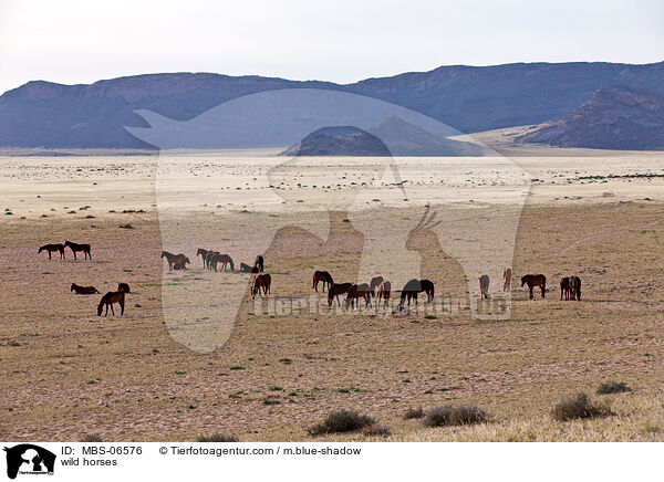 wild horses / MBS-06576